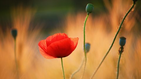سومین دوره تقدیر از خیرین نیکاندیش